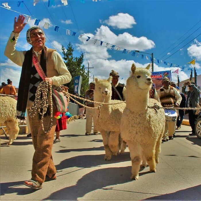 1,048 Alpacas Just Set The World Record For The Largest Parade Of Alpacas