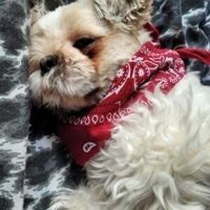 szymon666wp_pl avatar