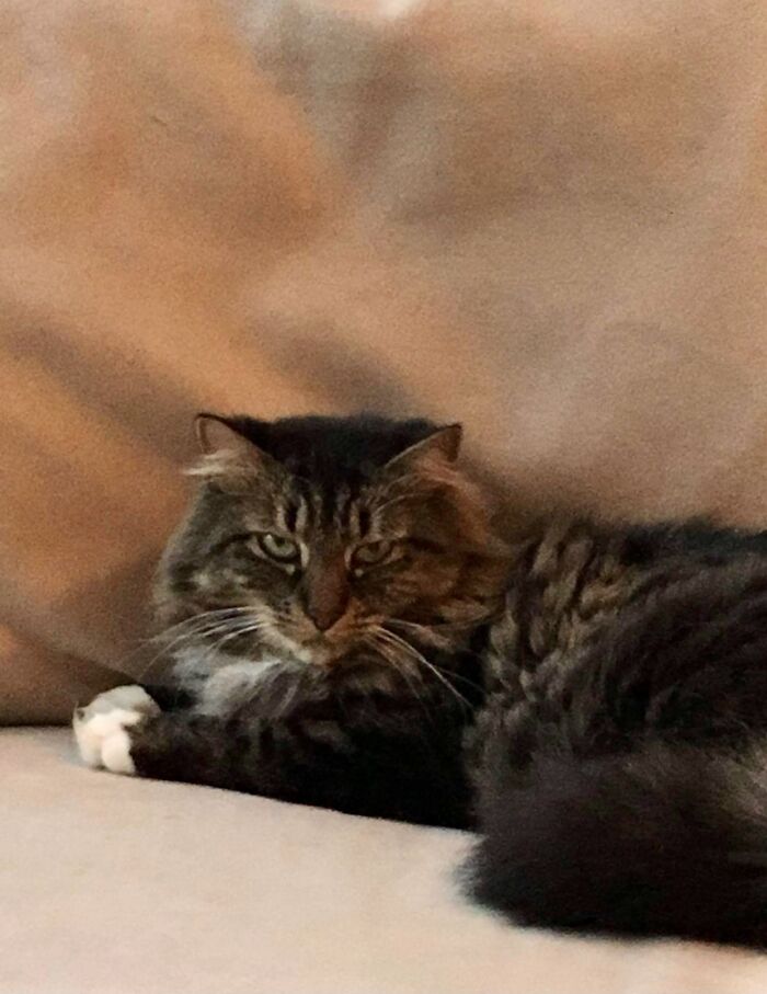 Plotting Her Plan To Kill Me Because She Had To Become An Indoor Cat.