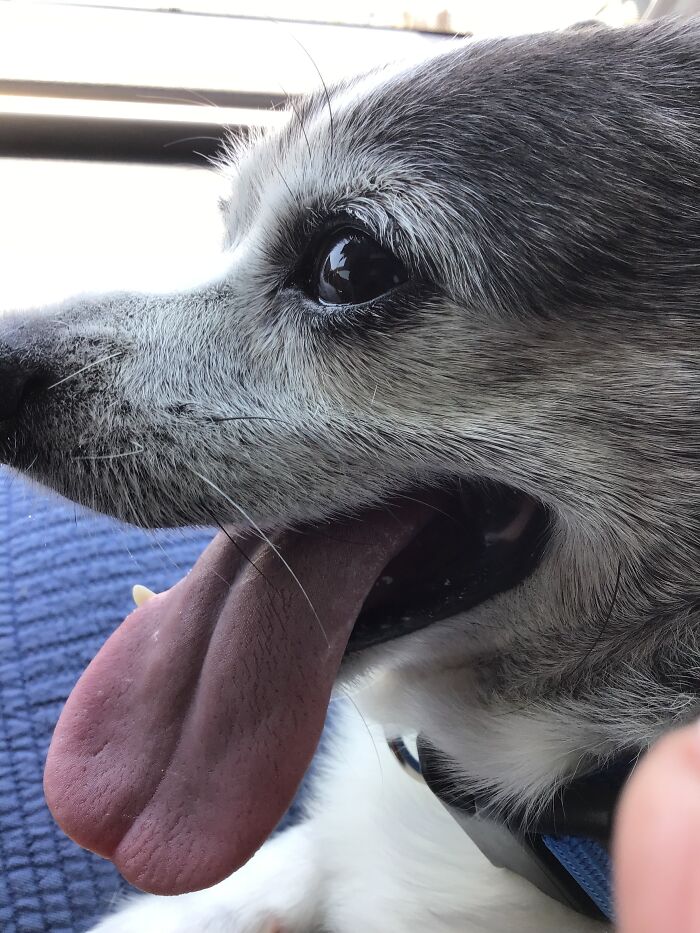 T-Bone, Our 15yo (?) Rescue. He Only Has 2 Teeth, Poor Old Guy! Love Him So Much.