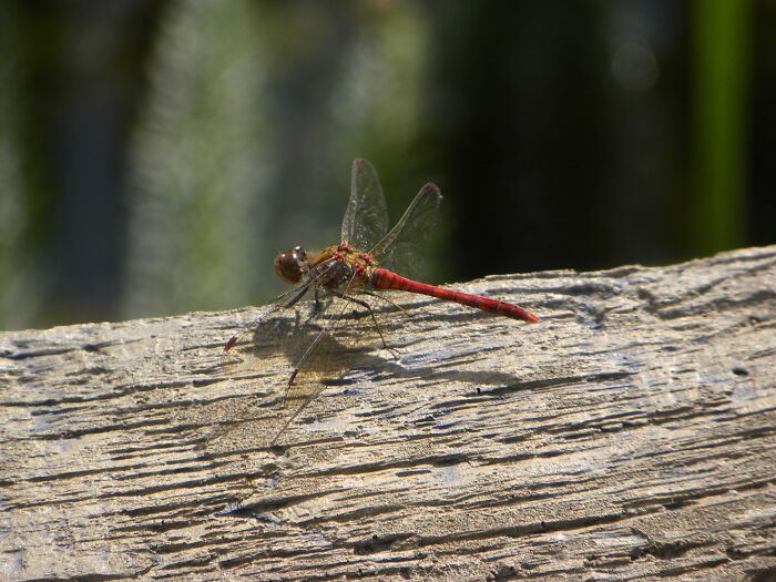 A Red Dragonfly I Found