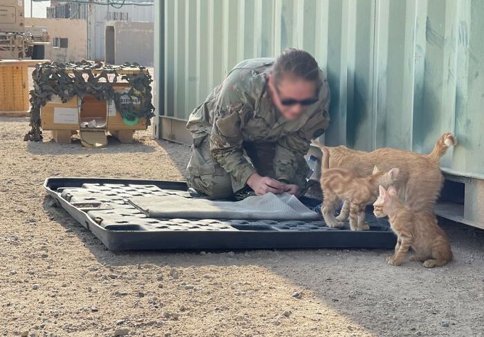 Sergeant Whiskers: A Cat With Two Kittens That Comforted Soldiers While They Were On Tour