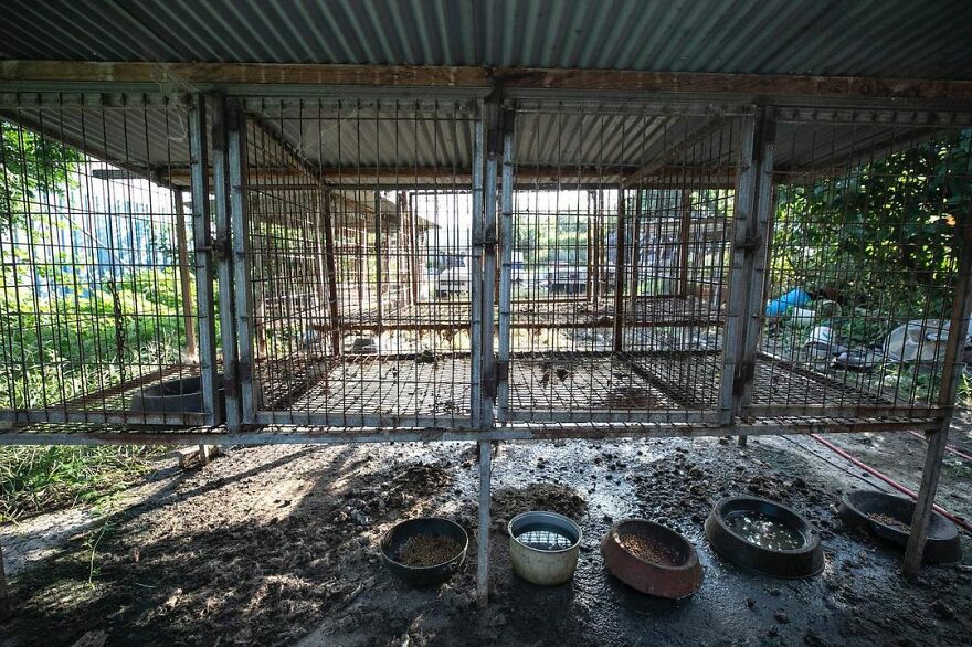 Dogs Experience Care And Love For The First Time After Being Saved From A Meat Farm Dogs Experience Care And Love For The First Time After Being Saved From A Meat Farm