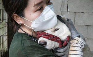 Humane Society International Shuts Down The 16th South Korean Dog Meat Farm And Saves Over 70 Dogs