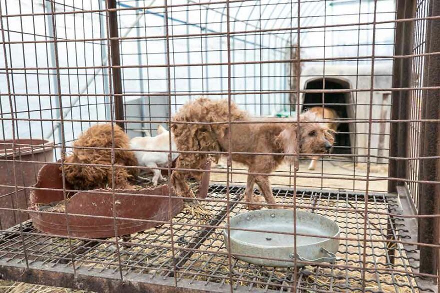 Dogs Experience Care And Love For The First Time After Being Saved From A Meat Farm Dogs Experience Care And Love For The First Time After Being Saved From A Meat Farm