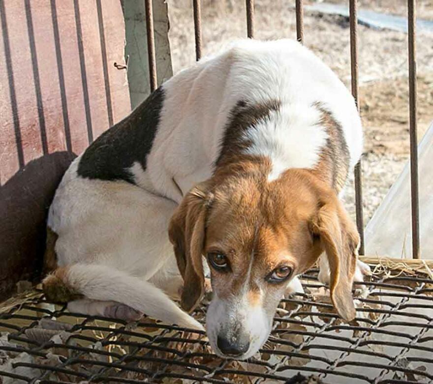 Dogs Experience Care And Love For The First Time After Being Saved From A Meat Farm Dogs Experience Care And Love For The First Time After Being Saved From A Meat Farm
