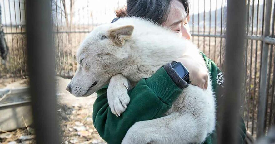 Dogs Experience Care And Love For The First Time After Being Saved From A Meat Farm Dogs Experience Care And Love For The First Time After Being Saved From A Meat Farm