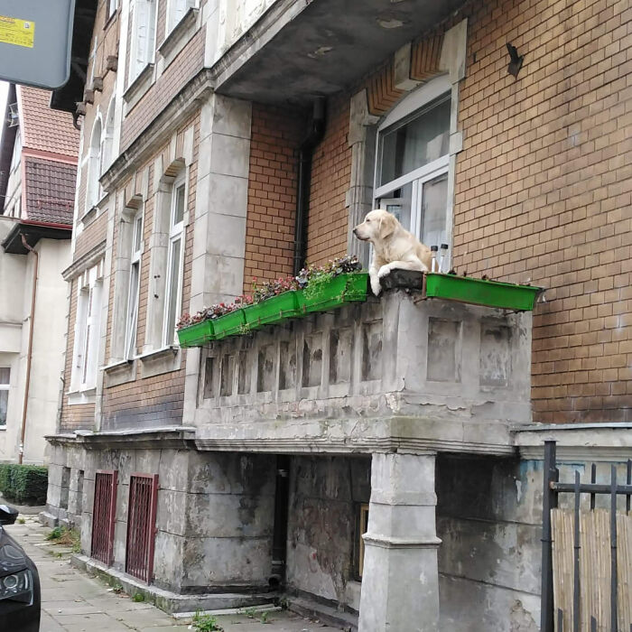 Golden Retriever Hanging Out On Its Balcony Became The Most Popular Tourist Attraction In Gdansk Golden Retriever Hanging Out On Its Balcony Became The Most Popular Tourist Attraction In Gdansk