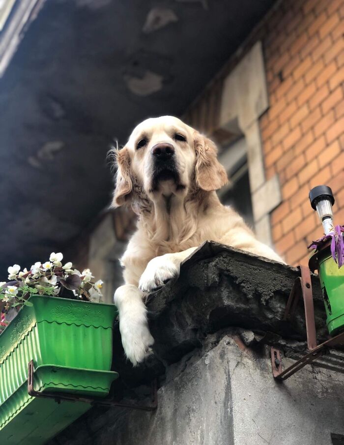 Golden Retriever Hanging Out On Its Balcony Became The Most Popular Tourist Attraction In Gdansk Golden Retriever Hanging Out On Its Balcony Became The Most Popular Tourist Attraction In Gdansk
