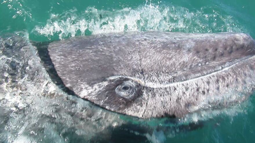 Baby Grey Whale Came Up To The Boat To Say Hi (Baja California, Mexico)