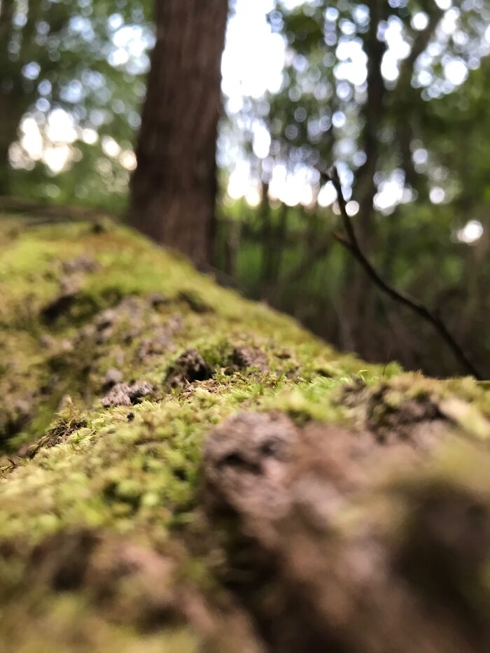 Mossy Tree In The Forrest, One Of My Favourite Photos I Have Taken