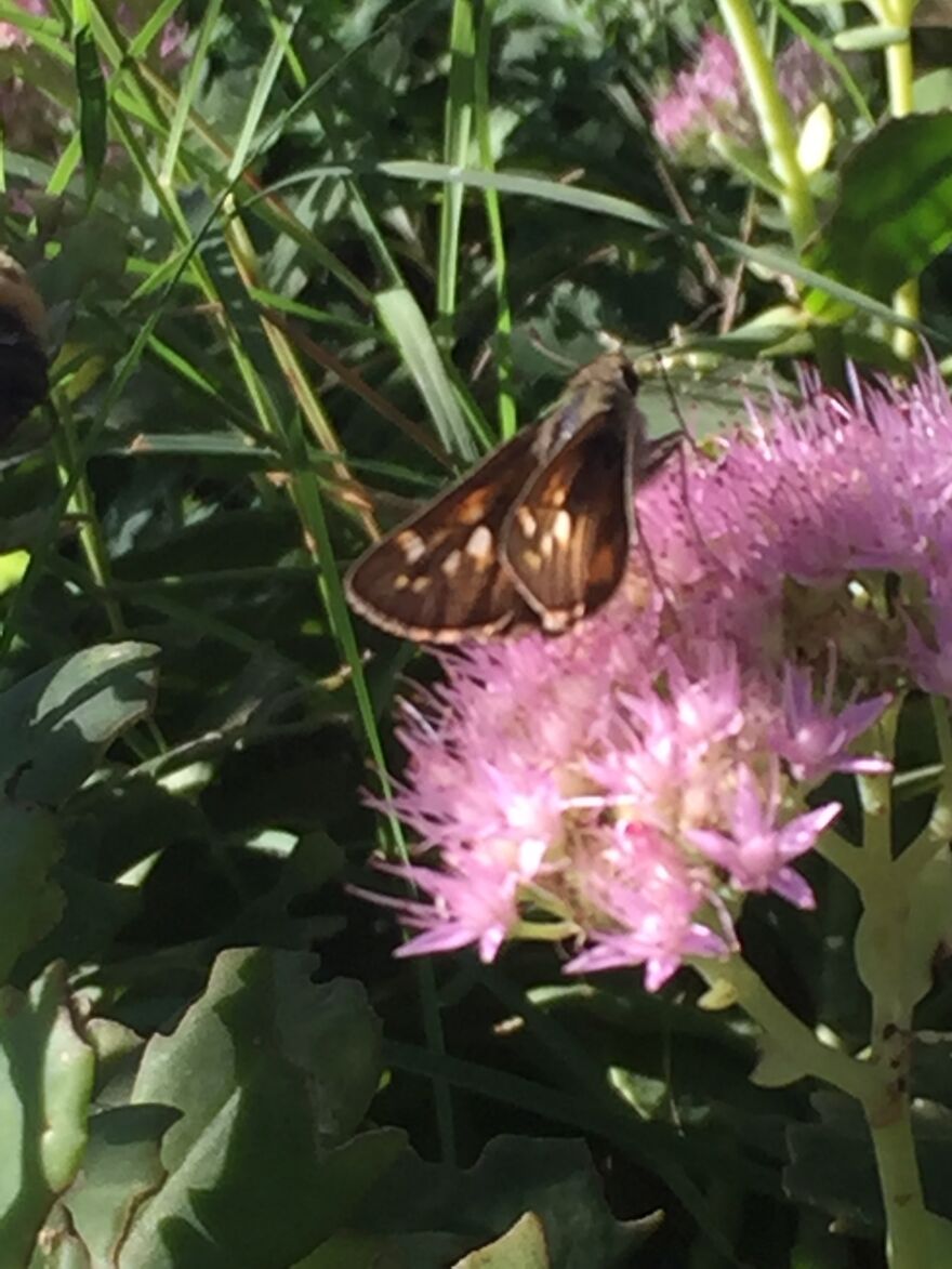 32 Ish Photos I Took Of Stuff In My Backyard This Afternoon