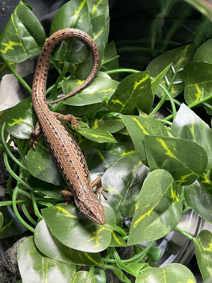 Northern Alligator Lizard - I Put Him Outside, But Every Morning I Find Him Back In My Classroom!