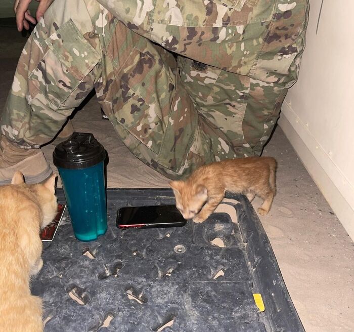 Sergeant Whiskers: A Cat With Two Kittens That Comforted Soldiers While They Were On Tour Sergeant Whiskers: A Cat With Two Kittens That Comforted Soldiers While They Were On Tour