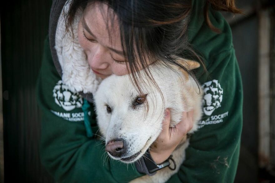 Dogs Experience Care And Love For The First Time After Being Saved From A Meat Farm