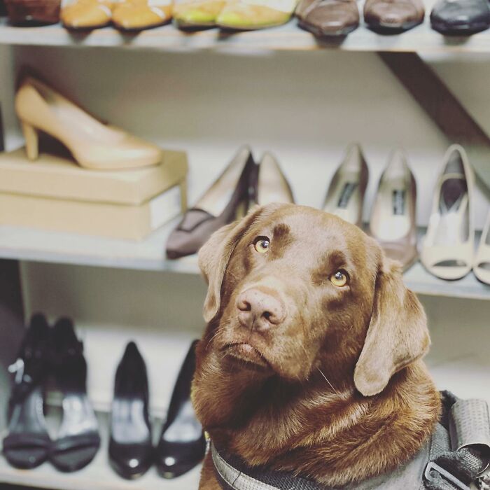 Homeless Man Sheds Tears After Having A Wholesome Reunion With His Missing Labrador Homeless Man Sheds Tears After Having A Wholesome Reunion With His Missing Labrador