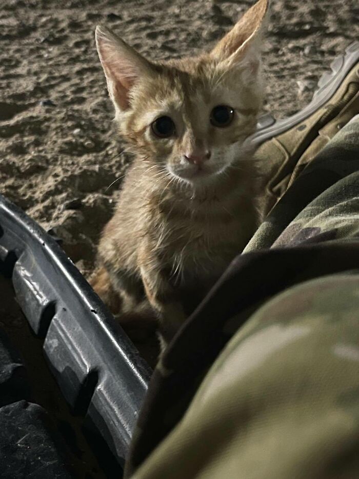 Sergeant Whiskers: A Cat With Two Kittens That Comforted Soldiers While They Were On Tour Sergeant Whiskers: A Cat With Two Kittens That Comforted Soldiers While They Were On Tour