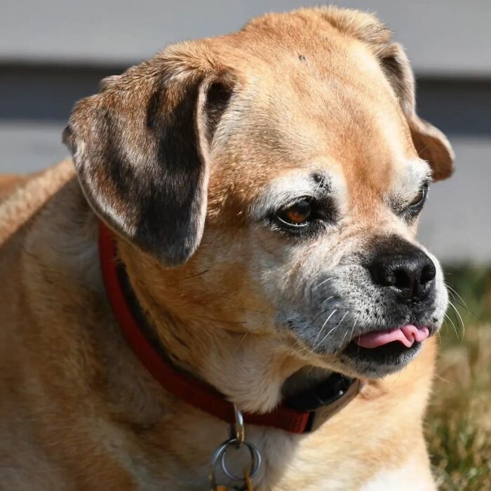 Lexisaurus. My Brother In Laws Puggle. She’ll Be 14 In December, I Snapped This Picture Of Her For Him Last Month She Has A Lot Of Health Issues. He’s Had Her For As Long As My Husband And I Have Been Together. She Means A Lot To All Of Us ❤️