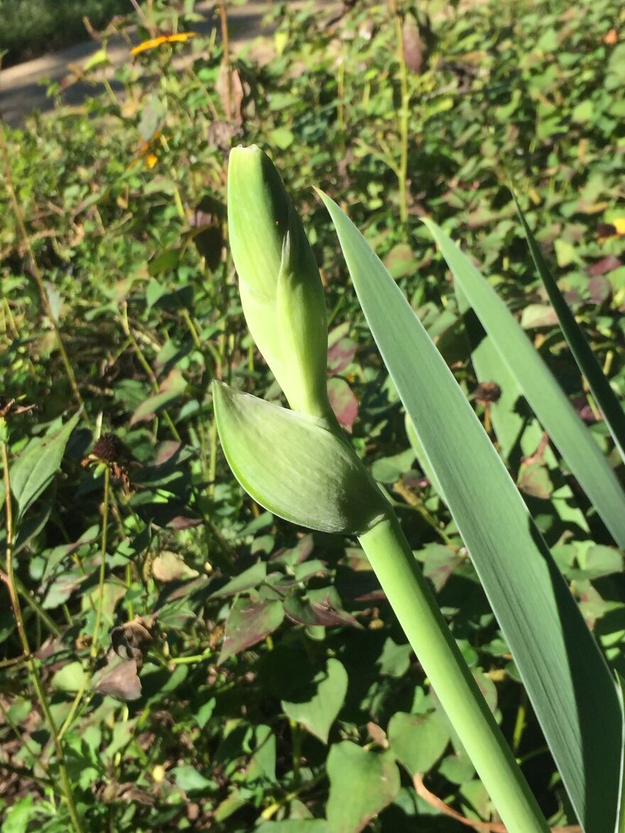 32 Ish Photos I Took Of Stuff In My Backyard This Afternoon