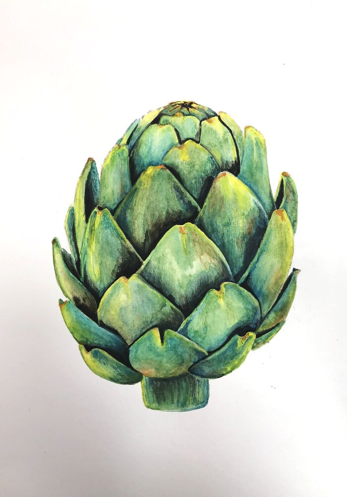 Metadata Will Show This Is From 2 Years Ago. But It’s The Most Recent Traditional Piece I’m Proud Of. Watercolor Pencil Artichoke :)