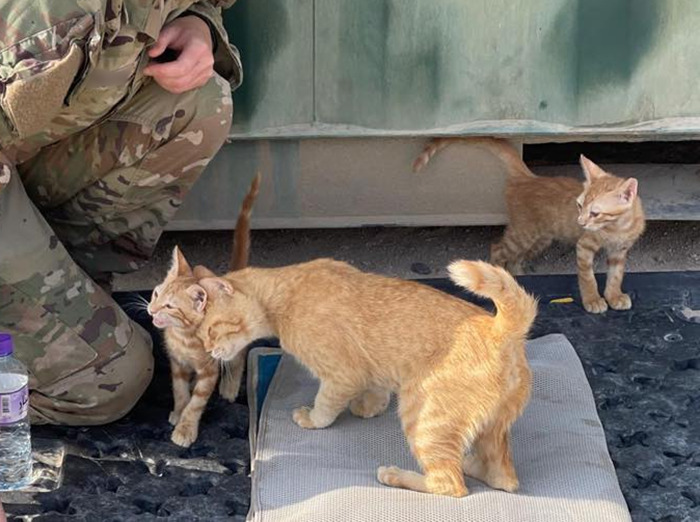 Sargento Bigotes: esta gata y sus 2 gatitos reconfortaron a los soldados mientras estaban en una misión