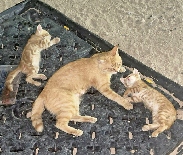Sargento Bigotes: esta gata y sus 2 gatitos reconfortaron a los soldados mientras estaban en una misión