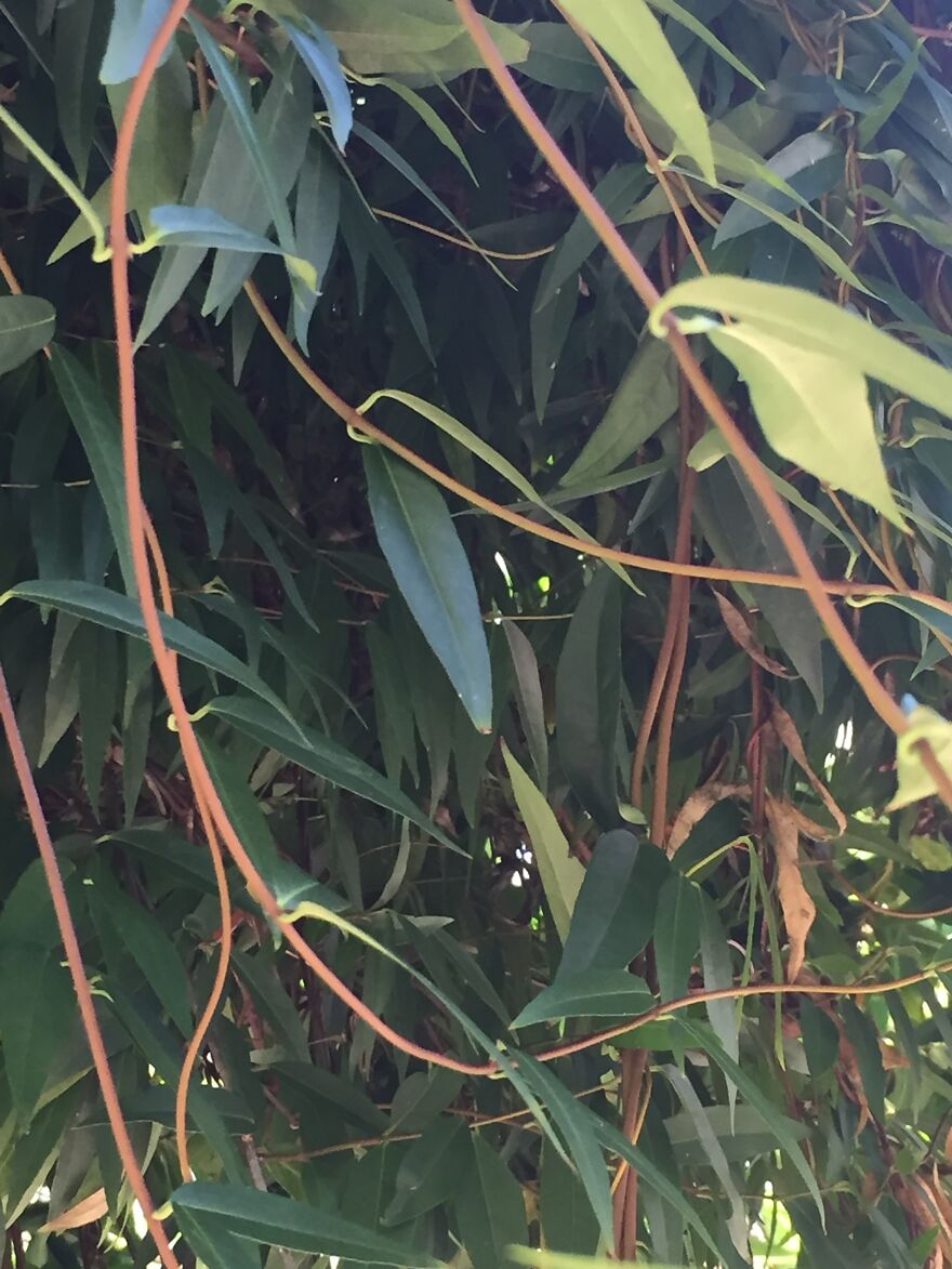 32 Ish Photos I Took Of Stuff In My Backyard This Afternoon