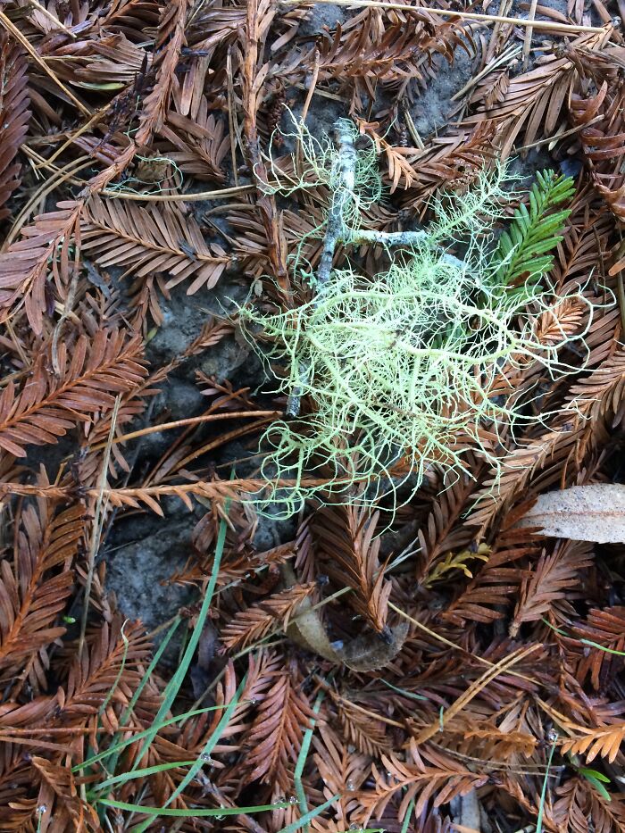Tiny Lichen On Redwood Fronds