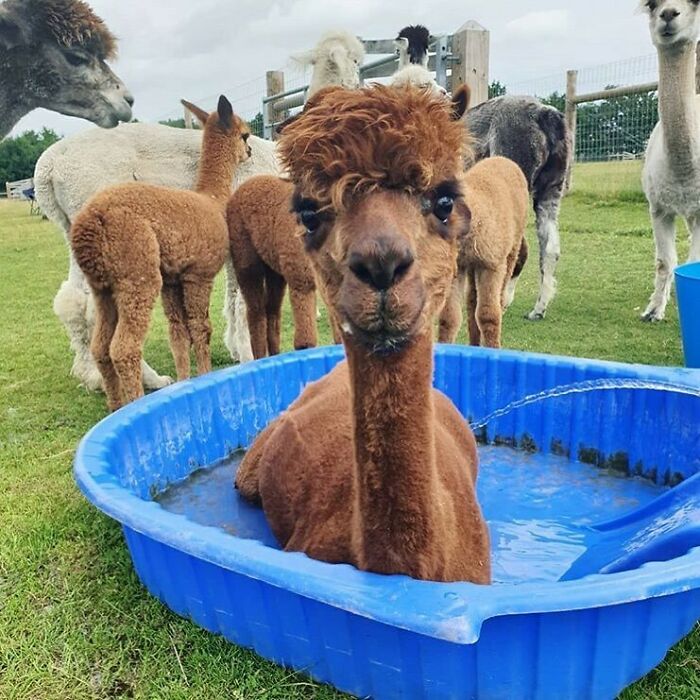 Just A Little Alpaca Pool Party
