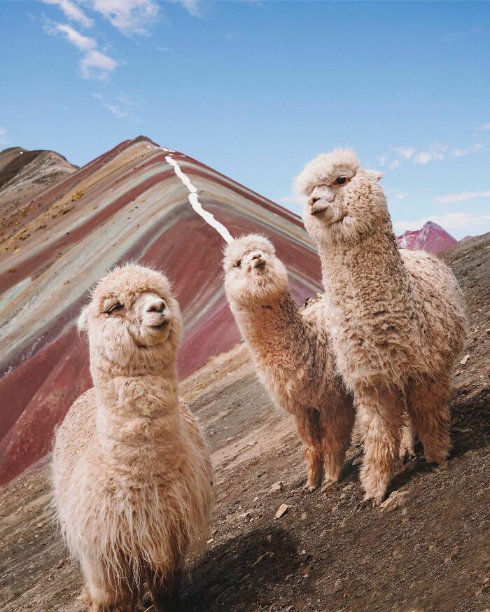 3 Alpacas About To Drop The Hottest Album Of 2020