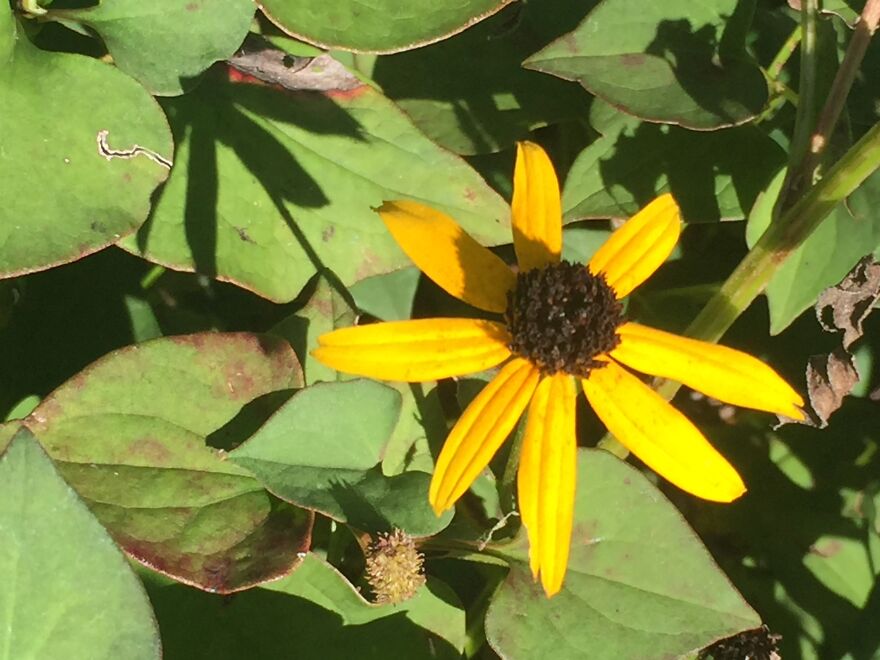 32 Ish Photos I Took Of Stuff In My Backyard This Afternoon