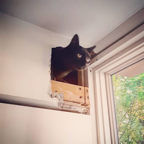 Ceiling Cat Strikes Again