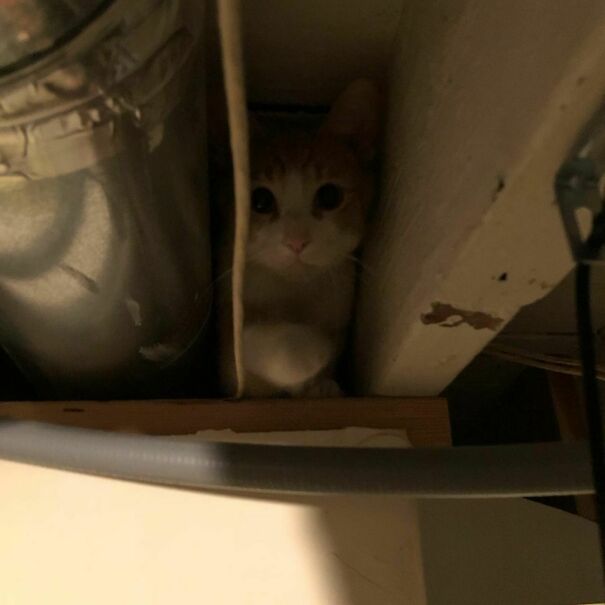 We Can’t Stop This Cat From Hanging Out In The Ceiling. He Manages To Get Around All The Road Blocks