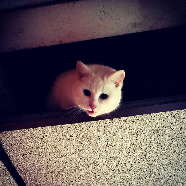 Cat In The Ceiling