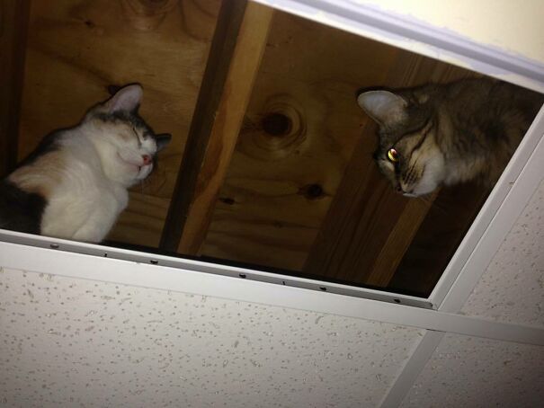 We Are Infested With Ceiling Cats! They Watch While You're Sleeping And Playing Xbox