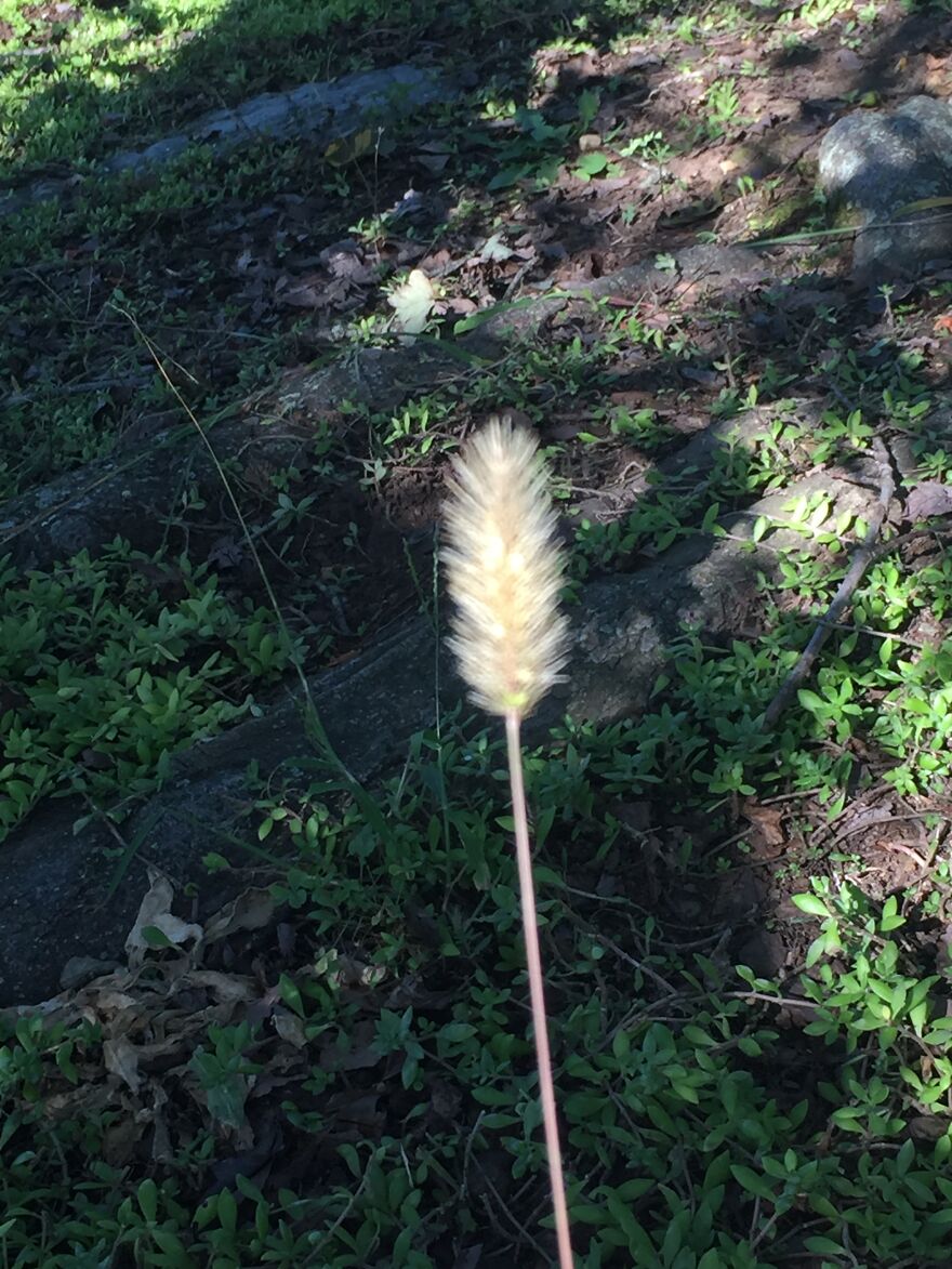 32 Ish Photos I Took Of Stuff In My Backyard This Afternoon