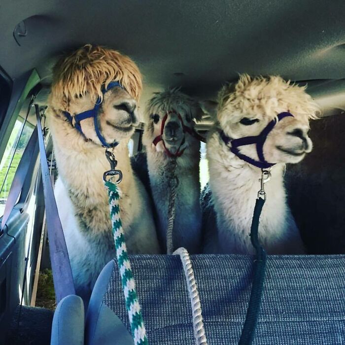 On Their Way To Getting A Haircut