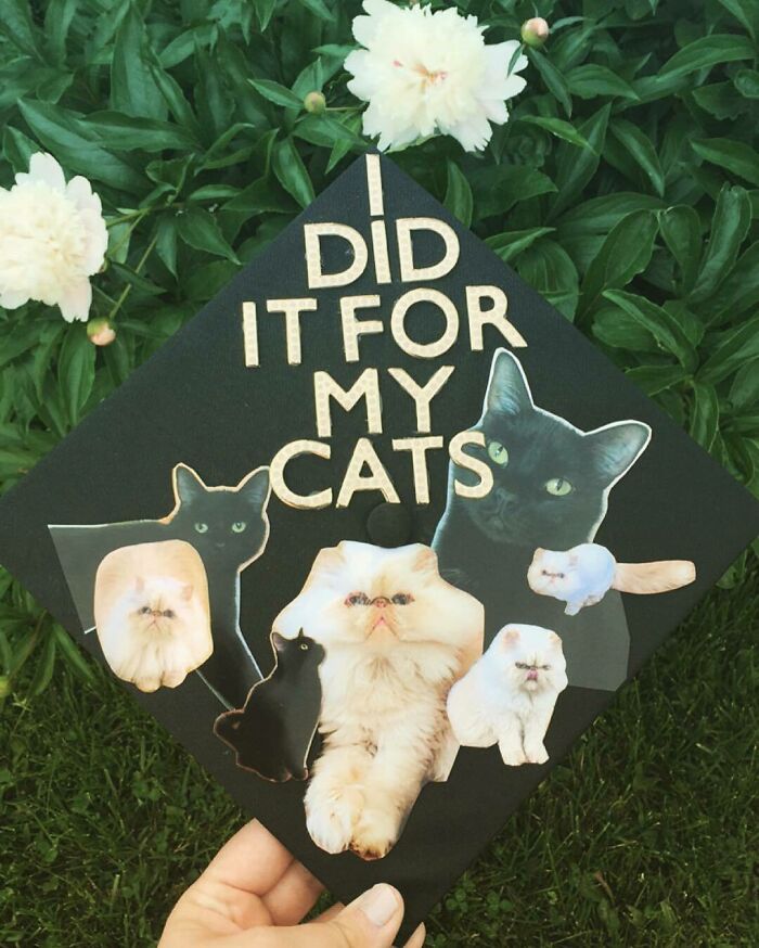I Did It For My Cats