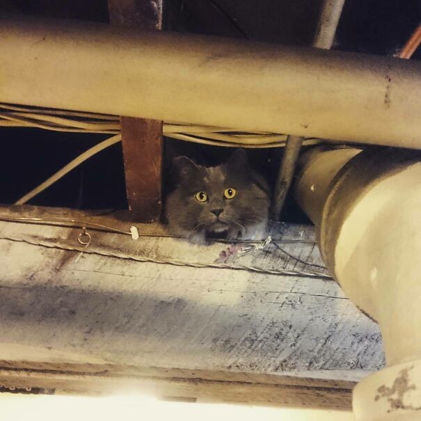 This Cat Peed In My Ceiling