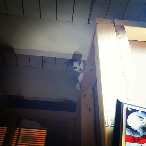 Ceiling Cat Supervising Last Night's Reloading Session