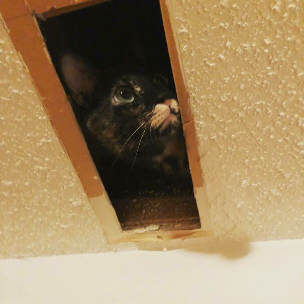 Ceiling Cat Demands Fresh Dinner And For You To Clean Your Ducts
