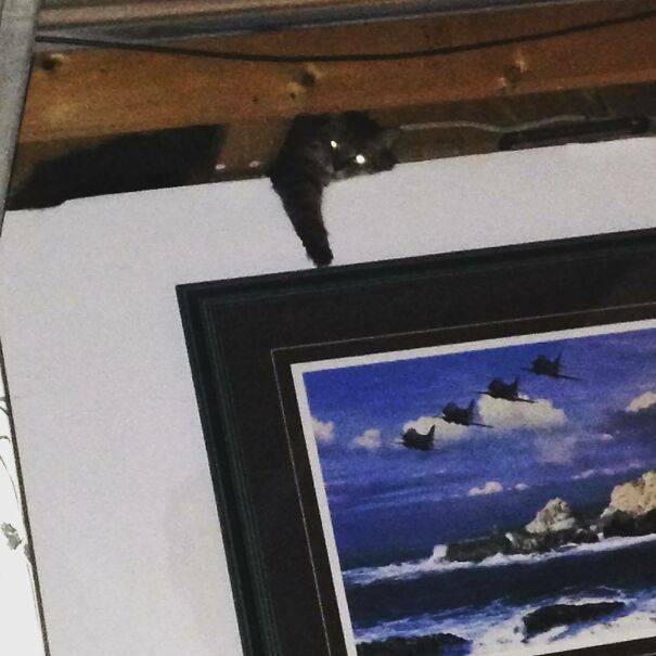 I'm Just A Cat Hanging Around In The Ceiling