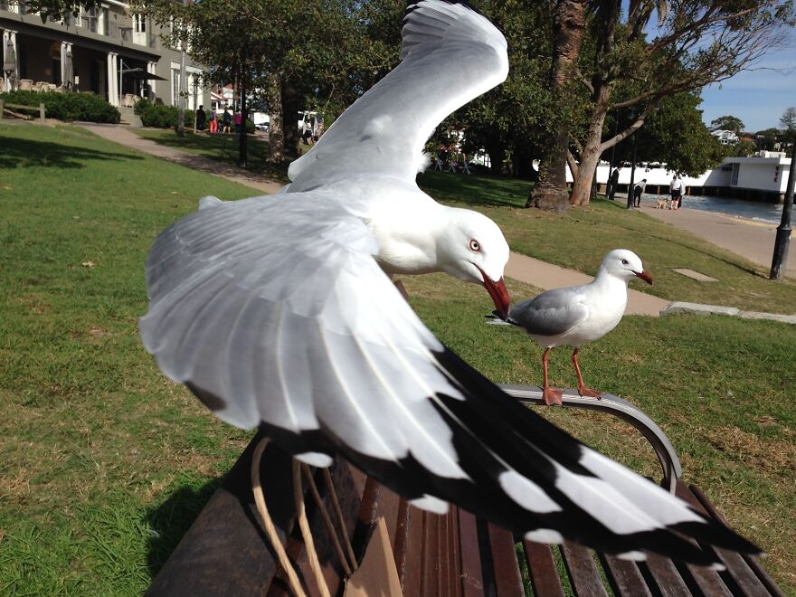 He Wanted Lunch. My Lunch.