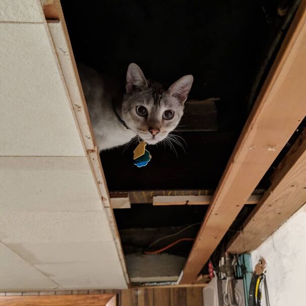 Heard A Noise In The Ceiling