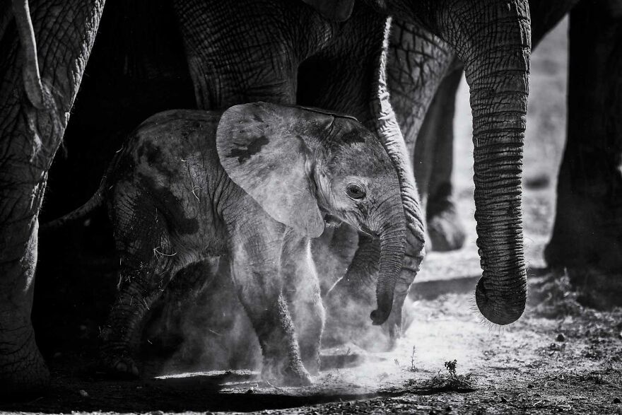 I Captured A Moment When One Bull Elephant Was Trying To Separate A Baby From Its Mother And The Whole Elephant Family Stood Up To Protect It (13 Pics)