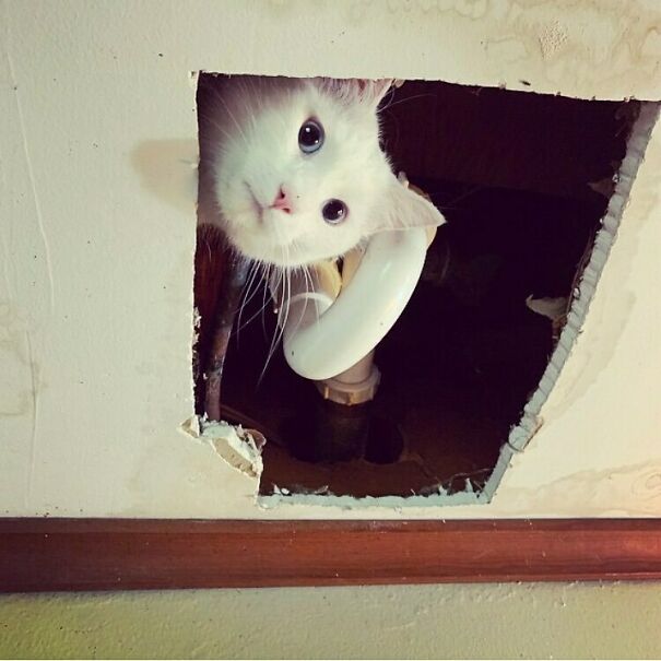 My Cat Got Stuck In The Ceiling