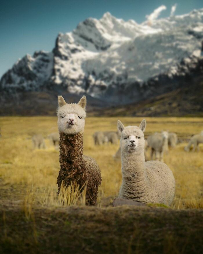 Alpacas With The View