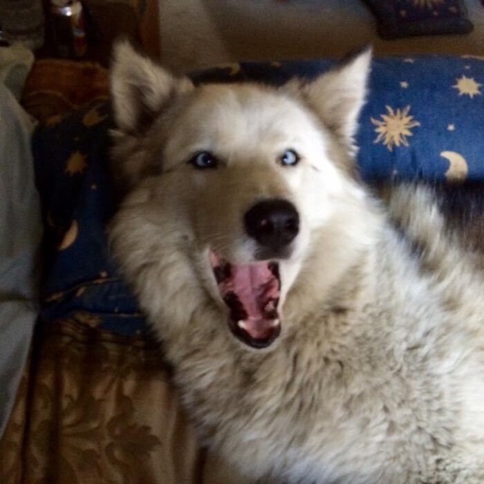 Laughing Luna 9 Years Young.