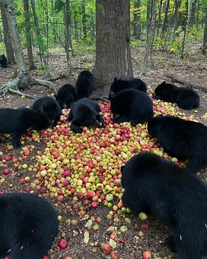 Nonsense-Animal-Pics