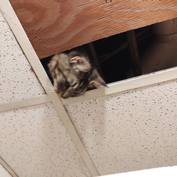 Somebody Decided To Go On A Short Adventure In The Ceiling